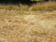 Public Woodland Fucking / Sucking 8/16