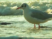 Risky public blowjob on the beach.Travel diaries pt1 5/16