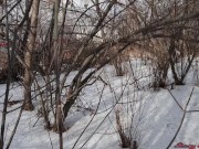 girl Was Fucked By Stranger In A Winter Park 10/16