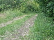 Teen si masturba nel bosco e viene scopata da un estraneo! LustTaste 4K 2/16