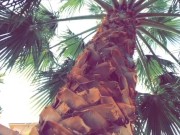 Fucking and Sucking in the backyard. 4/16