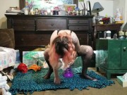 Stuffing my tiny pussy with a HUGE Bad Dragon toy! 14/16