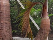 Big Juicy Melons 3/16