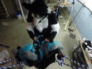 FEMALE MURRSUITER GETS FUCKED HARD 14/16