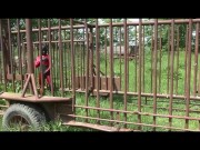 Bizarre Rubbergirls With Latex Catsuit + Heavy Gas Mask + Gloves + Piss Bag 16/16