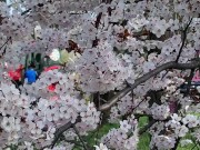 PERVERTED PICNIC - hot BABE ANAL tease & SQUIRT in public park ^ LaraJuicy 16/16