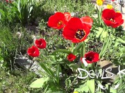 INSTAGRAM devils_kos_    ANAL! CUTTED VERSION !!! FULL ON MODELHUB! 30 MINUTES! BEST SCENE! 1/16