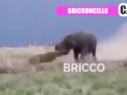 Il meglio del peggio dal nostro gruppo Telegram 4/16