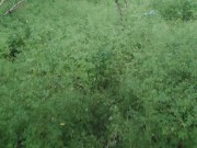 Porno parody Daredevil. Outdoor risk sex . Daredevil fuck me in wood  1/16