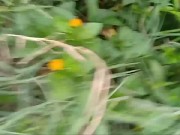 Desi cute village outdoor MMS  4/16