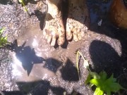 Very Hairy Hirsute Camgirl Shows Hairy Girl Legs Outside in Garden Splashes Muddy Wet Dirty Puddle 15/16