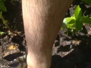 Very Hairy Hirsute Camgirl Shows Hairy Girl Legs Outside in Garden Splashes Muddy Wet Dirty Puddle 2/16