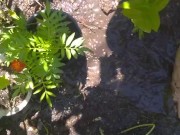 Very Hairy Hirsute Camgirl Shows Hairy Girl Legs Outside in Garden Splashes Muddy Wet Dirty Puddle 6/16