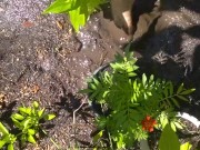 Very Hairy Hirsute Camgirl Shows Hairy Girl Legs Outside in Garden Splashes Muddy Wet Dirty Puddle 9/16