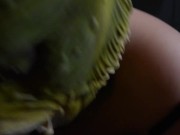 Fish dicks and tartar sauce 5/16