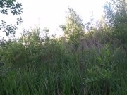 Пока она сосала у парня, её сосали комары) 16/16