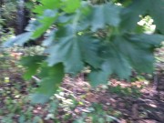 Подруга рискованно отсосала в общественном парке, пока мы с друзьями приехали на пикник 2/16