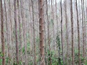 nudism in the forest 6/16