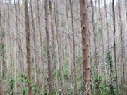 nudism in the forest 7/16