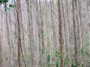 nudism in the forest 8/16