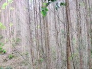 nudism in the forest 9/16