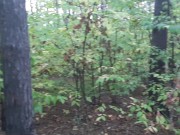  one girl pissed in the forest and how the second girl gave her cunnilingus 1/16