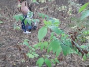  one girl pissed in the forest and how the second girl gave her cunnilingus 5/16