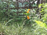 PUBLIC PEE DESPERATION AS PER MAN BY MY CRAZY TEEN STEP SISTER 4/16