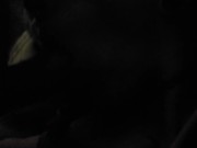 Feeding my Girl cock after A night out for drinks at Strip Club 14/16