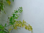 Pinay New Viral - Nagpakantot sa Bakuran ang Malibog Kong Tropa 1/16