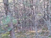ПРОГУЛКА В ЛЕСУ ЗОЛОТОЙ ДОЖДИК ОТ ВОЛОСАТОЙ КИСКИ 4/16