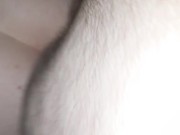 Kittens Doggy style 8/16