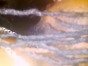 Kylie jenner sucking fan and fucking 3/16