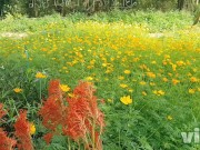 Christmas sex, Thailand natural park with beautiful girl big tits & fucking in doggy style 5/16