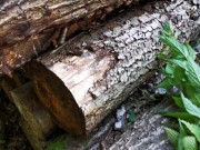 Nessel Bestrafungstag - Arsch, Titten, Scheide - Directors Cut mit Befehlen 11/16