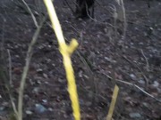 Лизала мне киску в лесу, пока я не кончила - IkaSmoks 6/16