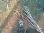 TIK TOK TEENY GIRL PEEING IN COCONUT GROVE. PUBLIC LONG PISS ANGEL FOWLEL 3/16