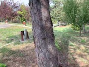 Strip on a public park 13/16