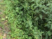 Brennnesseln öffentlich in den BH gestopft - Directors cut 1/16