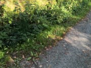 Brennnesseln öffentlich in den BH gestopft - Directors cut 3/16