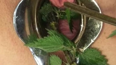 Nettles In Peehole Urethral Insertion Nettles Porn Videos & Sex ...