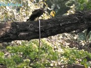 Eagle And Dani Enjoying Breakfast At Same Time Watching Naked Angel Fowler 4/16