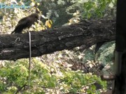 Eagle And Dani Enjoying Breakfast At Same Time Watching Naked Angel Fowler 5/16