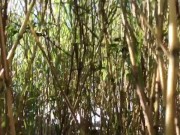 Su primera vez teniendo sexo al aire libre 5/16