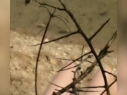 Salope française aux gros seins s'exibe nue sur une plage 14/16