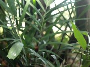 Hot latina touching her shaved and wet pussy in the family farm 12/16