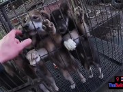 Asian girlfriend pulled out his big cock and sucked on it after a long day 9/16