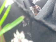 Nicoletta can't hold back and pisses on your face in a public garden - Wonderful upskirt pee 8/16