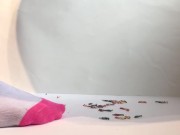 Giantess Gleefully Crushing Shrunken Men Under Her Socks! 2/16