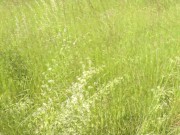 Outside. Wild beach. Random passerby man by river saw naked woman sunbathing. Outdoor. Nudist 4/16